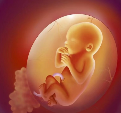 孕妈哪些行为会引起胎停(孕中胎儿停止发育的征兆)