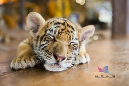 老虎为啥是猫科不是虎科动物？(中国十二生肖为什么没有猫？)