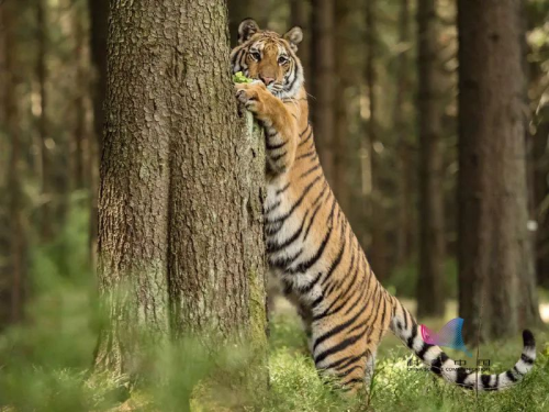 老虎是猫科动物，为什么不会爬树？(为什么一山不容二虎？)