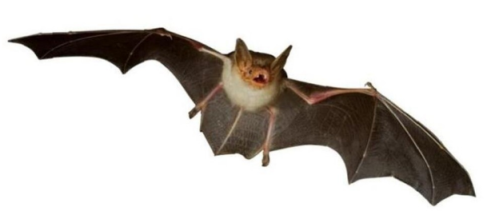 地球上会飞的哺乳动物是啥？(蝙蝠为什么喜欢倒挂睡觉？)