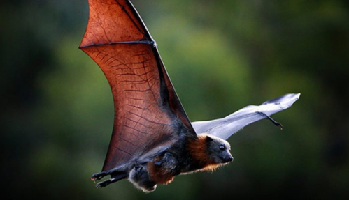 地球上会飞的哺乳动物是啥？(蝙蝠为什么喜欢倒挂睡觉？)