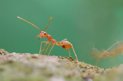 全球什么蚂蚁战斗力最强 盘点全球十大最凶猛蚂蚁的排名