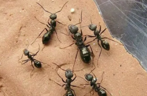 全球什么蚂蚁战斗力最强 盘点全球十大最凶猛蚂蚁的排名