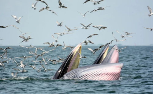 奇怪的知识增加了：海洋里究竟有多少鲸鱼的尿和屎？假如被鲸鱼吞掉会发生什么？