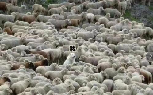 天选牧羊人是什么梗？天选牧羊人表情包图片