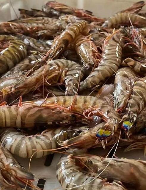 基围虾是什么品种？为什么叫基围虾？怎么养殖的？