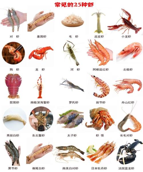 基围虾是什么品种？为什么叫基围虾？怎么养殖的？