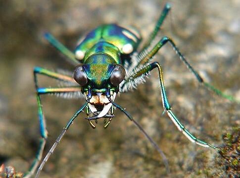虎甲虫的速度有多快每小时多少千米？以讹传讹被偷换概念了！