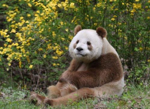 陕西的大熊猫是从哪里来的？陕西大熊猫和四川大熊猫外形区别对比图