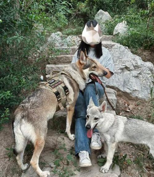 捷克狼犬属于狼还是狗，中国能养吗，多少钱？