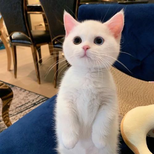 曼基康矮脚猫是属于英短猫还是美短猫(曼基康矮脚猫的优缺点)