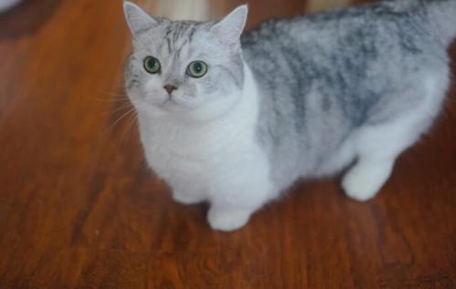 曼基康矮脚猫是属于英短猫还是美短猫(曼基康矮脚猫的优缺点)