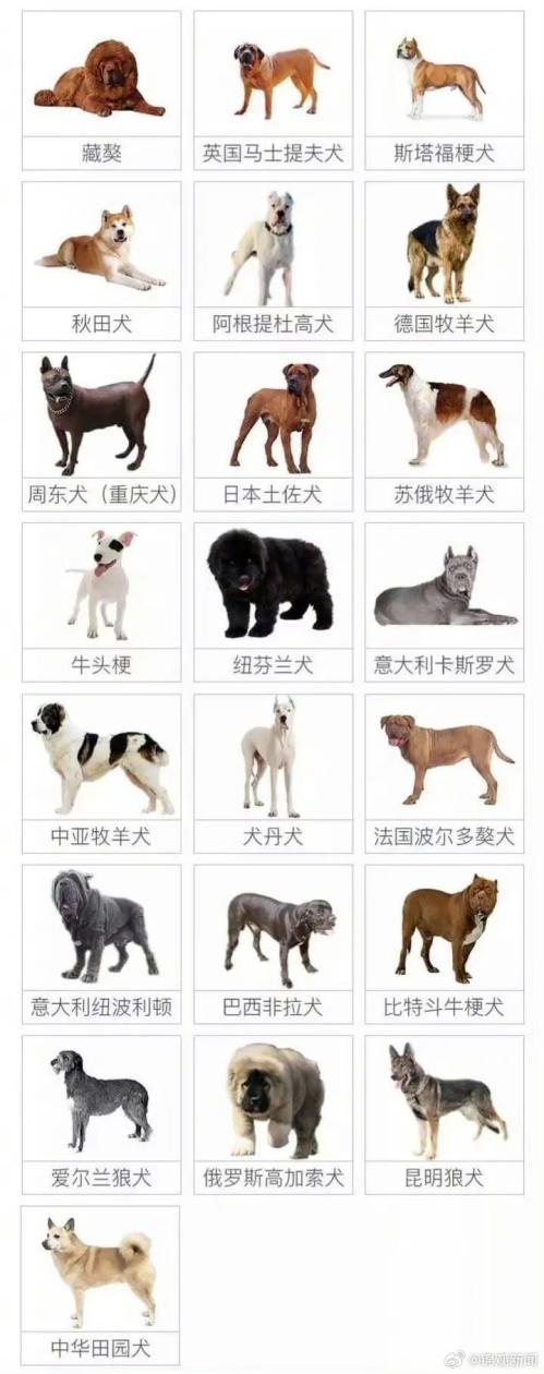 成都禁养犬名单2023，成都禁养犬哪几种？