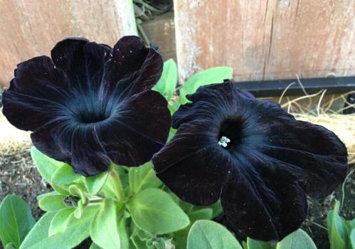 世界上最黑的花是什么花(最黑的黑色花朵是什么)