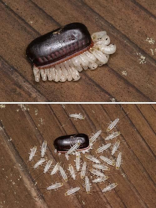 蟑螂卵会在人体内繁殖吗？一只蟑螂一次产多少卵鞘？