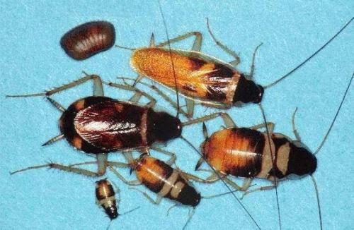 蟑螂卵会在人体内繁殖吗？一只蟑螂一次产多少卵鞘？