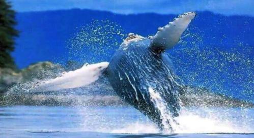 藤壶在鲸鱼身上疼吗？藤壶在鲸鱼身上有什么危害？