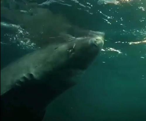 格陵兰鲨怎么能活那么久？最长寿命512岁！