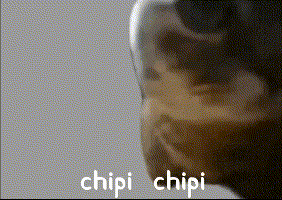 chipi猫咪是什么梗(chipi猫咪表情包gif)